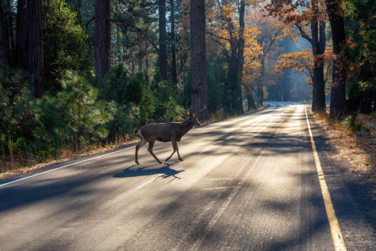 Animal salvaje cruzando una carretera